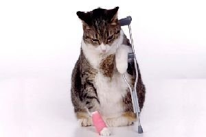 Pronto soccorso veterinario: cosa fare se trovi un animale ferito