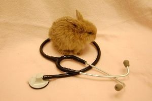 Come scegliere il veterinario se hai un coniglio